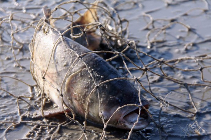 舌尖上的中国,冰湖捕鱼:查干湖鱼