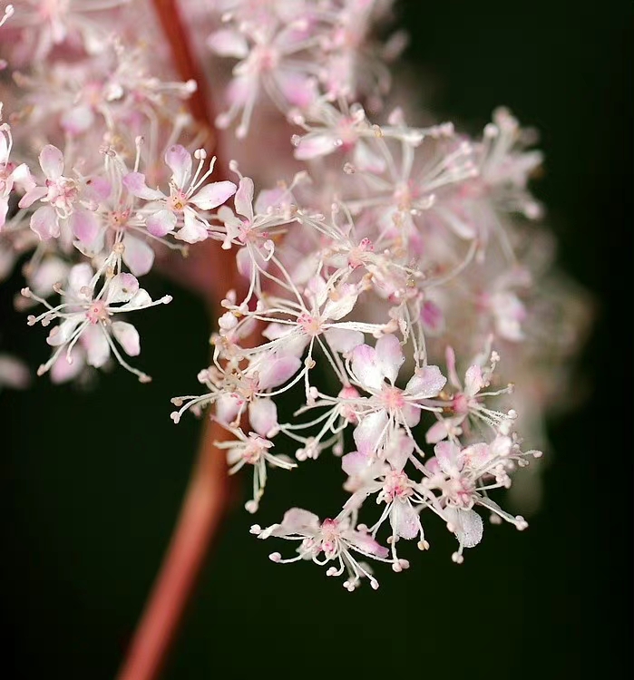 随意花,随意草,随意开开就是美