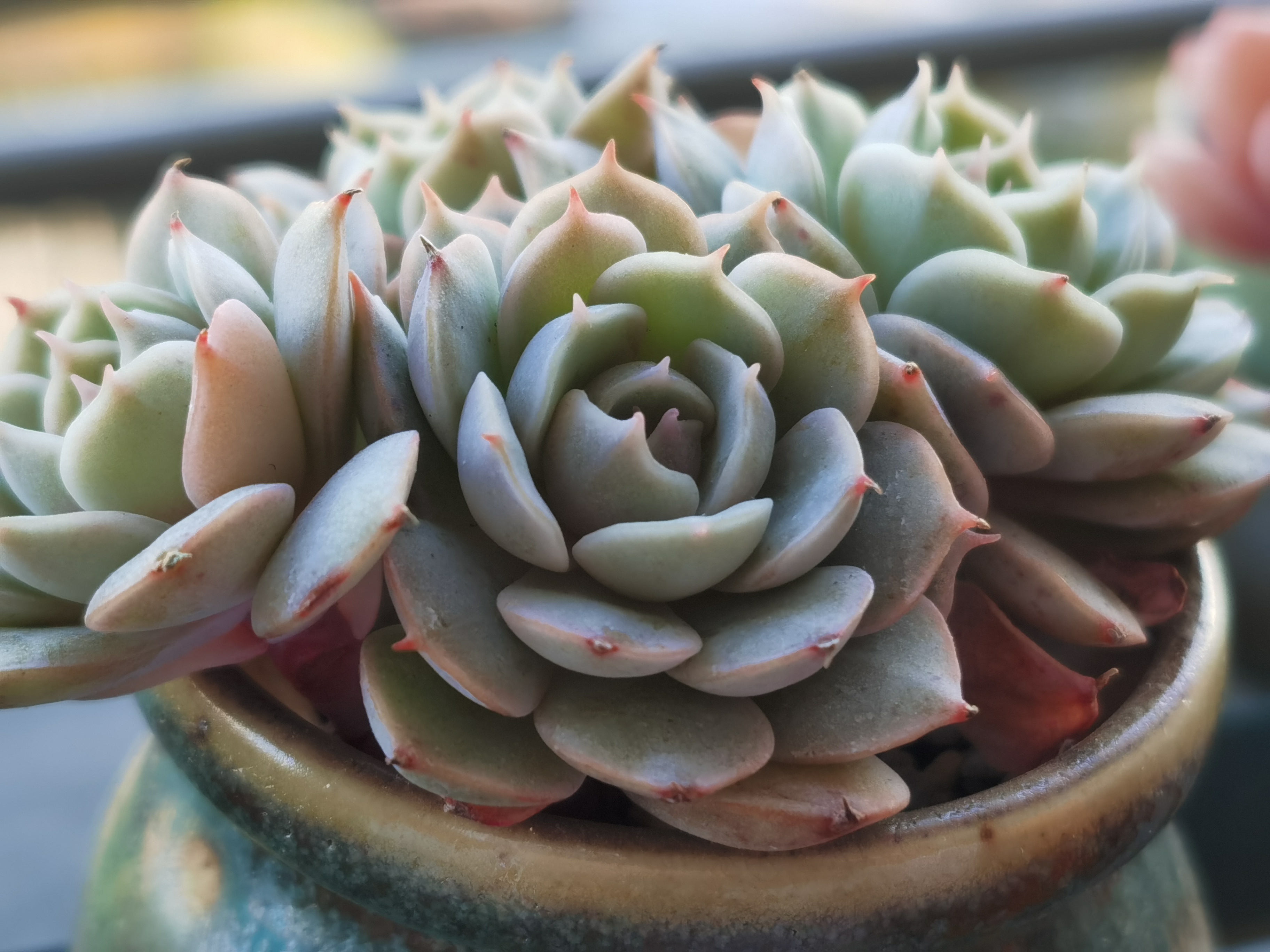 雪域蓝巴黎浪漫的名字