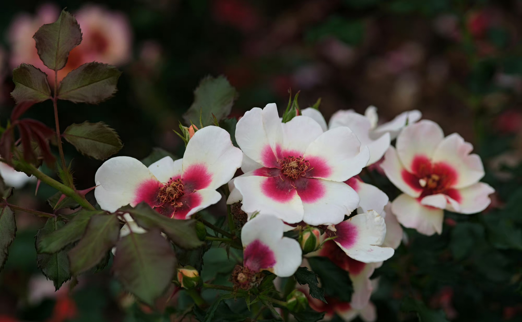 rosa babylon eyes  系列-巴比伦眼睛月季.