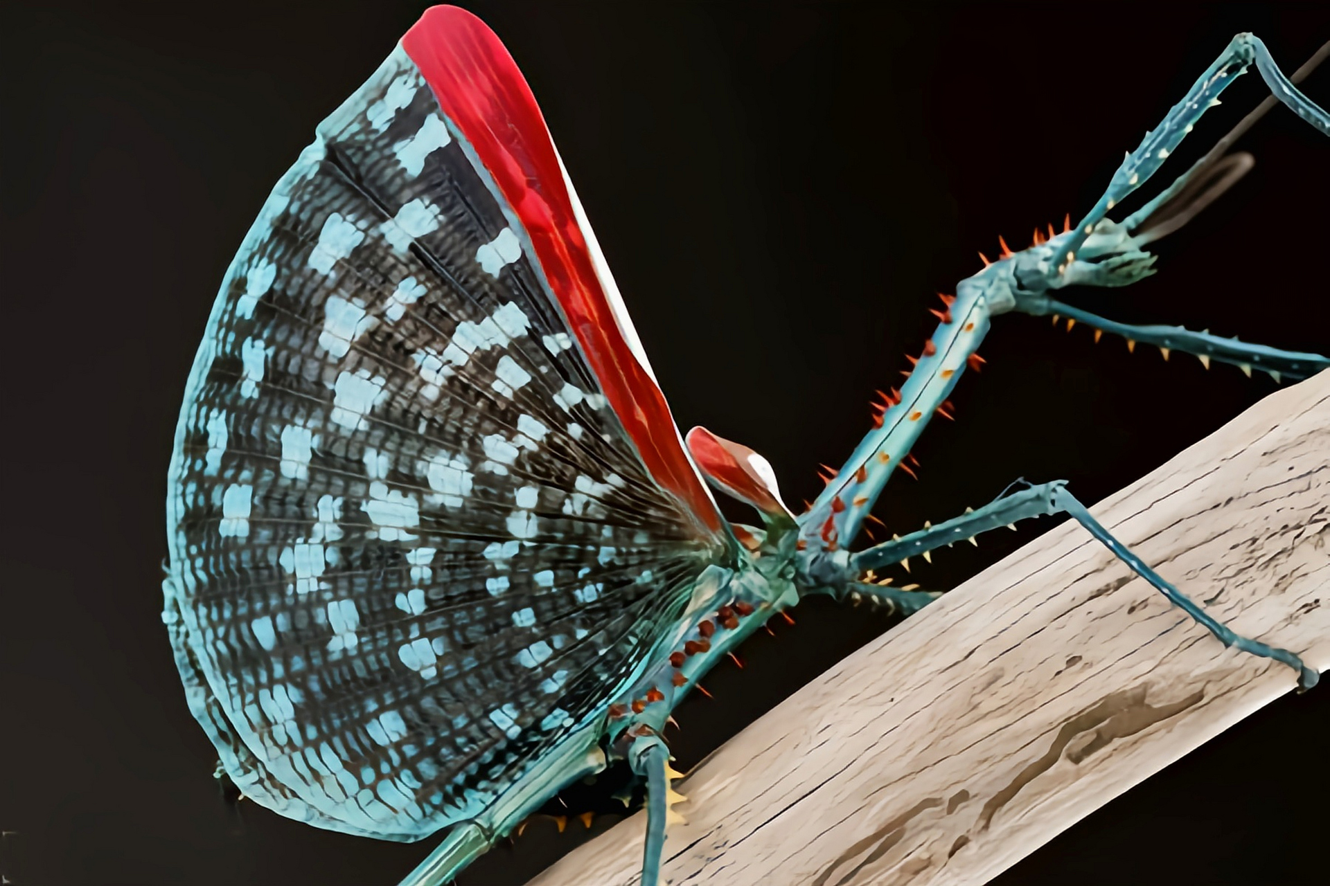 每天认识一种昆虫——马岛密刺竹节虫 马岛密刺竹节虫首次发现于1891