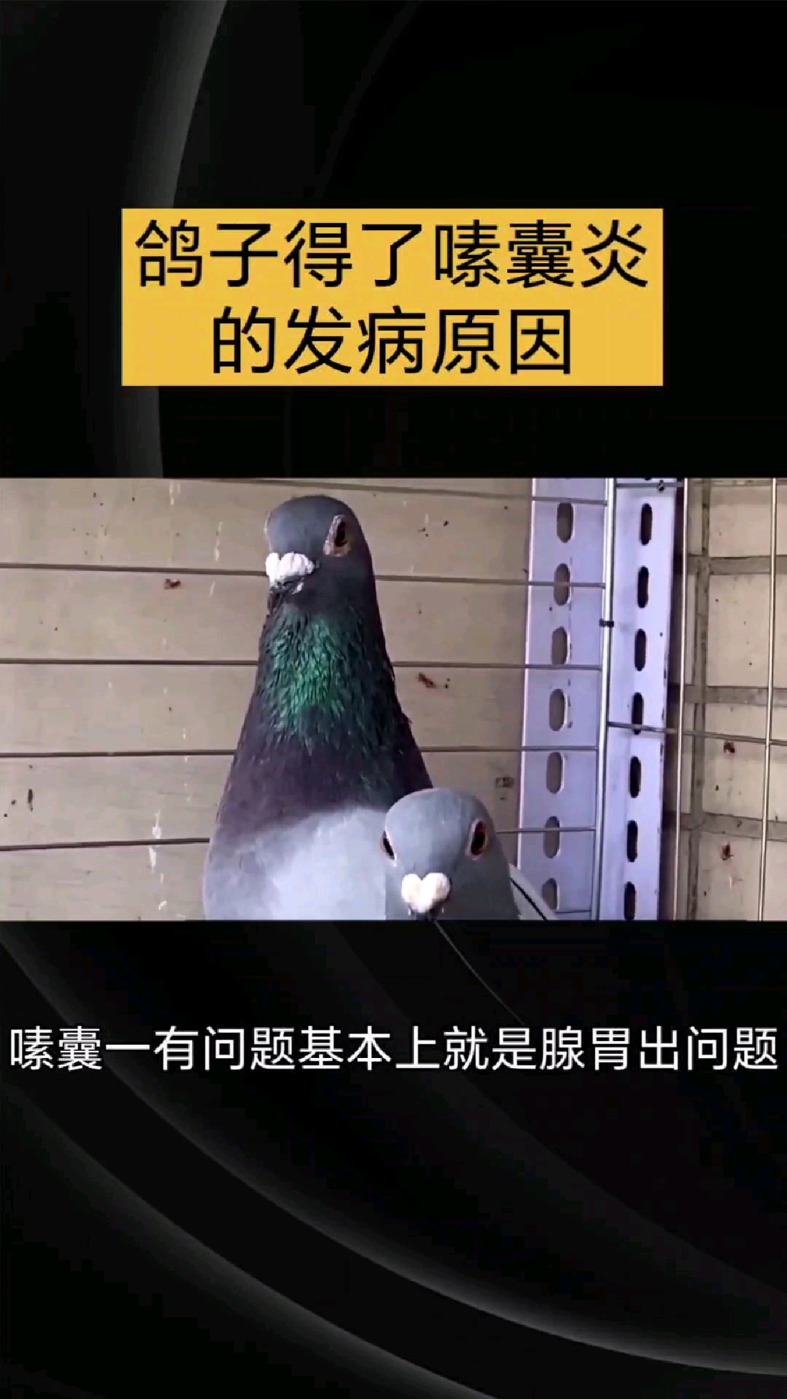 鸽子嗉囊炎的症状