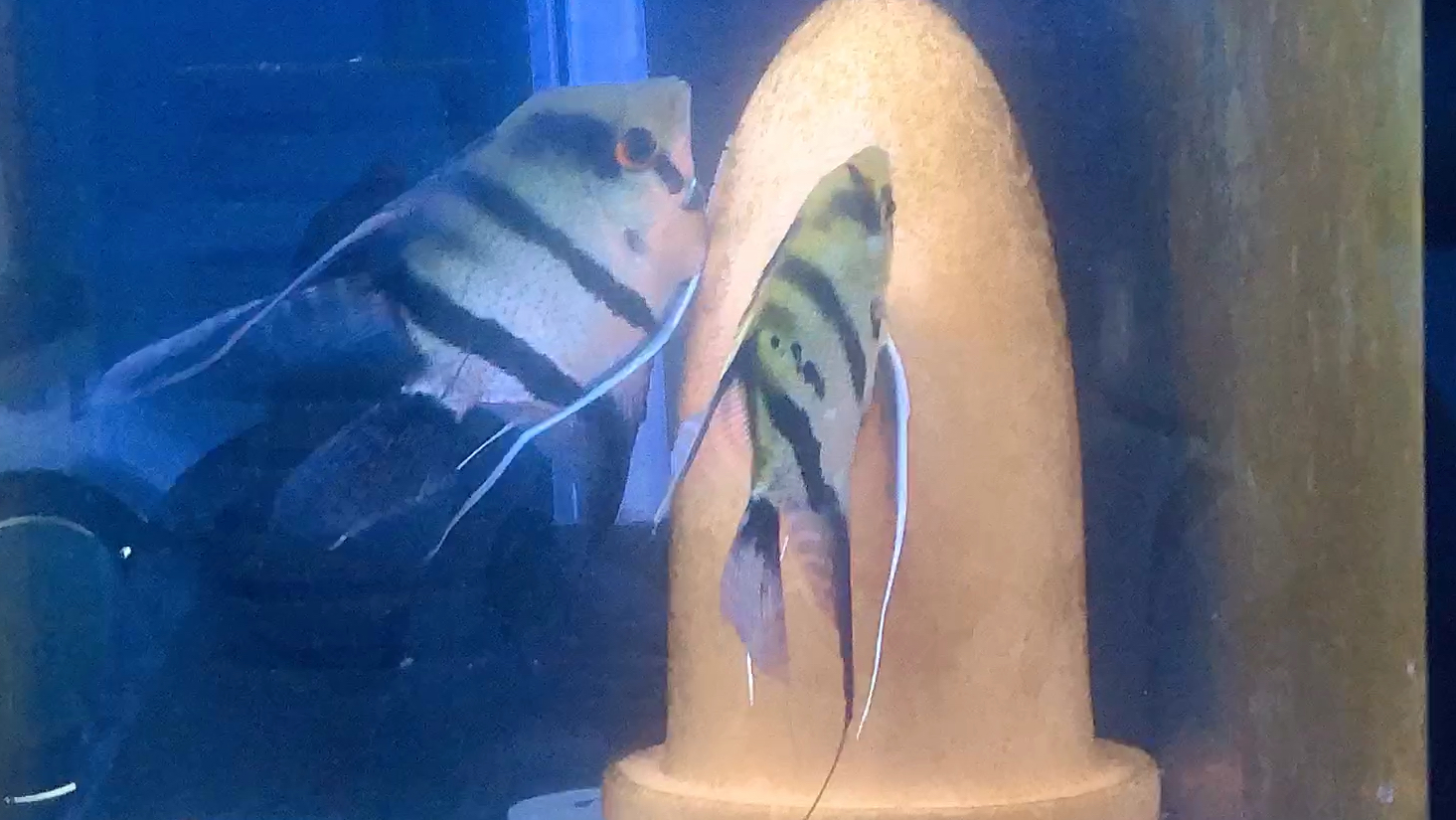 怎么判断燕鱼要产卵了,两个特征,啄罐清理和下管