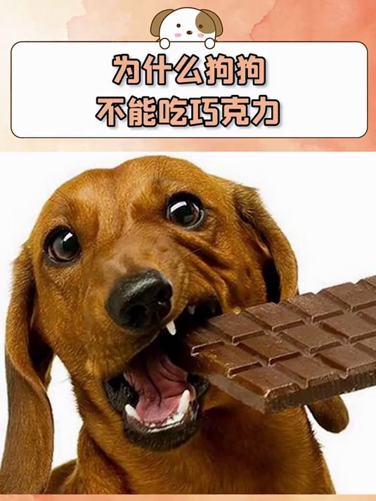 小狗为什么不能吃巧克力