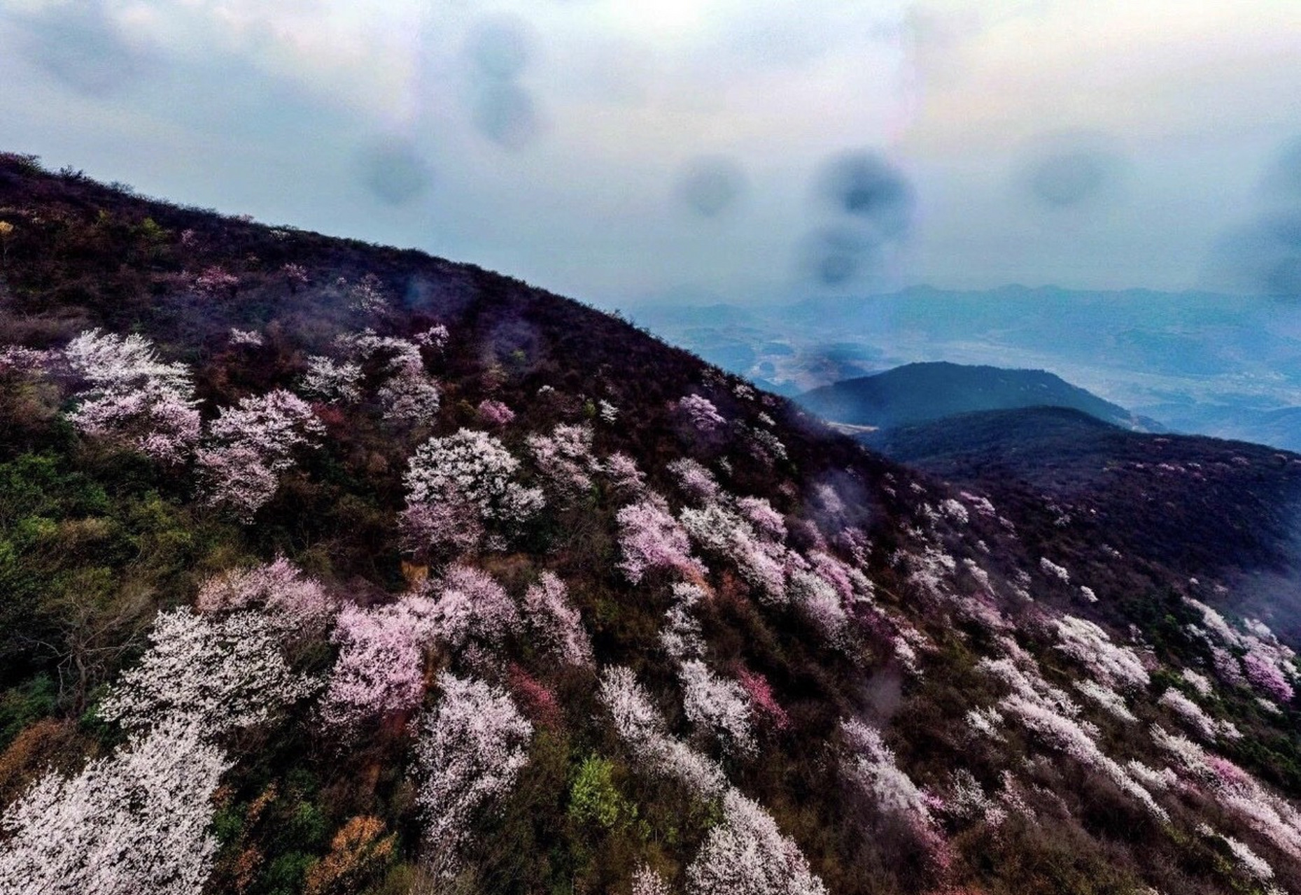 第五届大冶·殷祖北山头樱花节,在该镇北山村东楚樱花广场拉开大幕