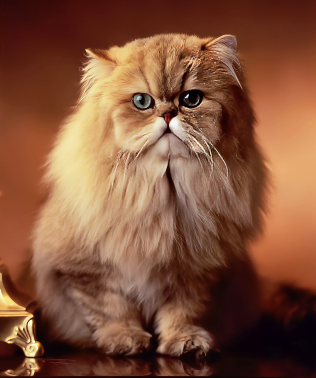 每天认识一种动物——波斯猫 波斯猫别名喜马拉雅猫,杂交猫科动物,原