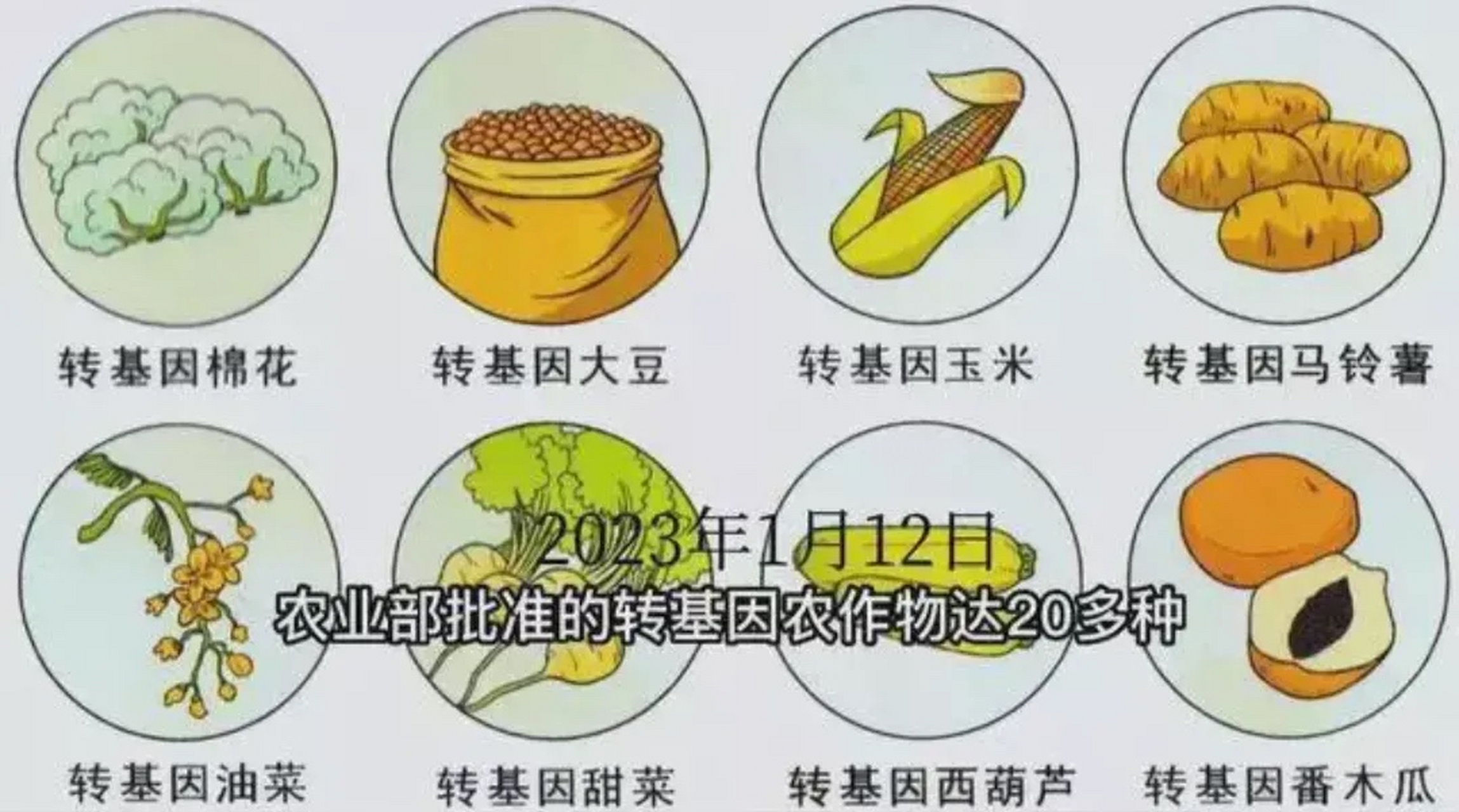 而在此之前,是禁止种植任何转基因农作物的.