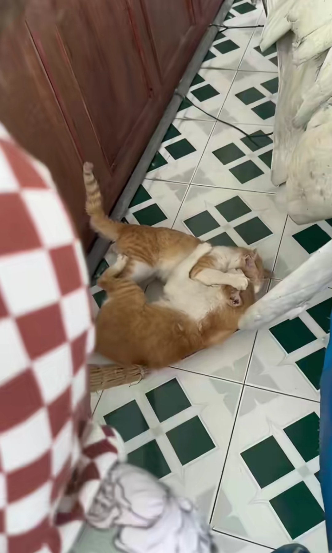 谁能想到猫打架也如泼妇死薅着头发不放