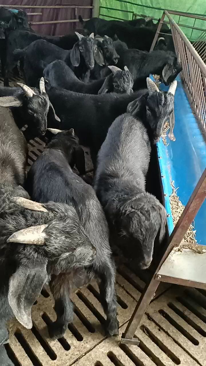 努比亚黑山羊种公