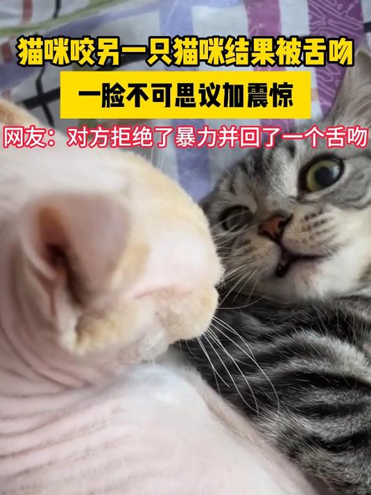 梦见被猫咬嘴唇出血（梦见被猫咬住嘴巴不松口） 梦见被猫咬嘴唇出血（梦见被猫咬住嘴巴不松口） 卜算大全