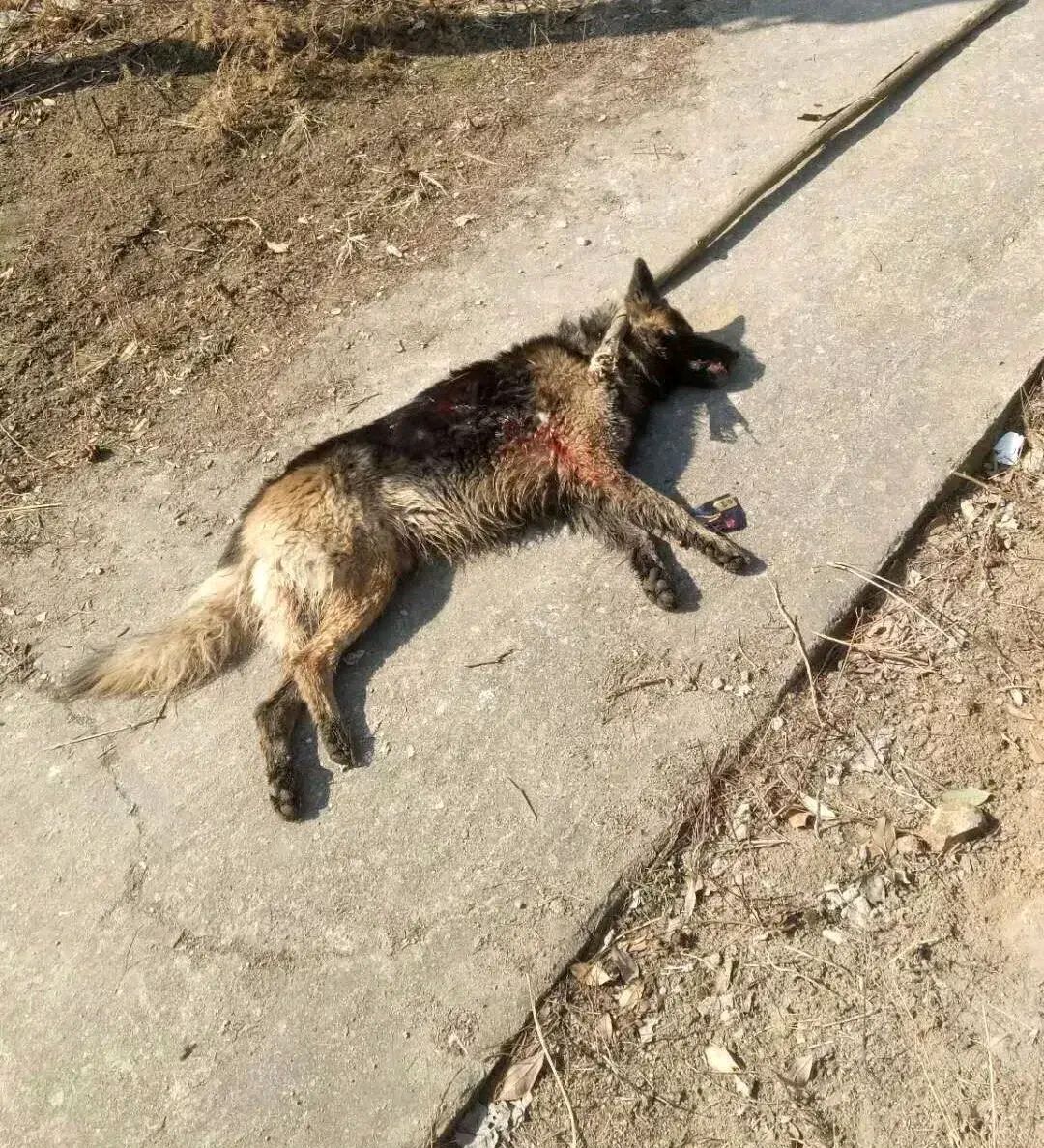 事发突然!抚州一老太惨遭疯狗咬伤