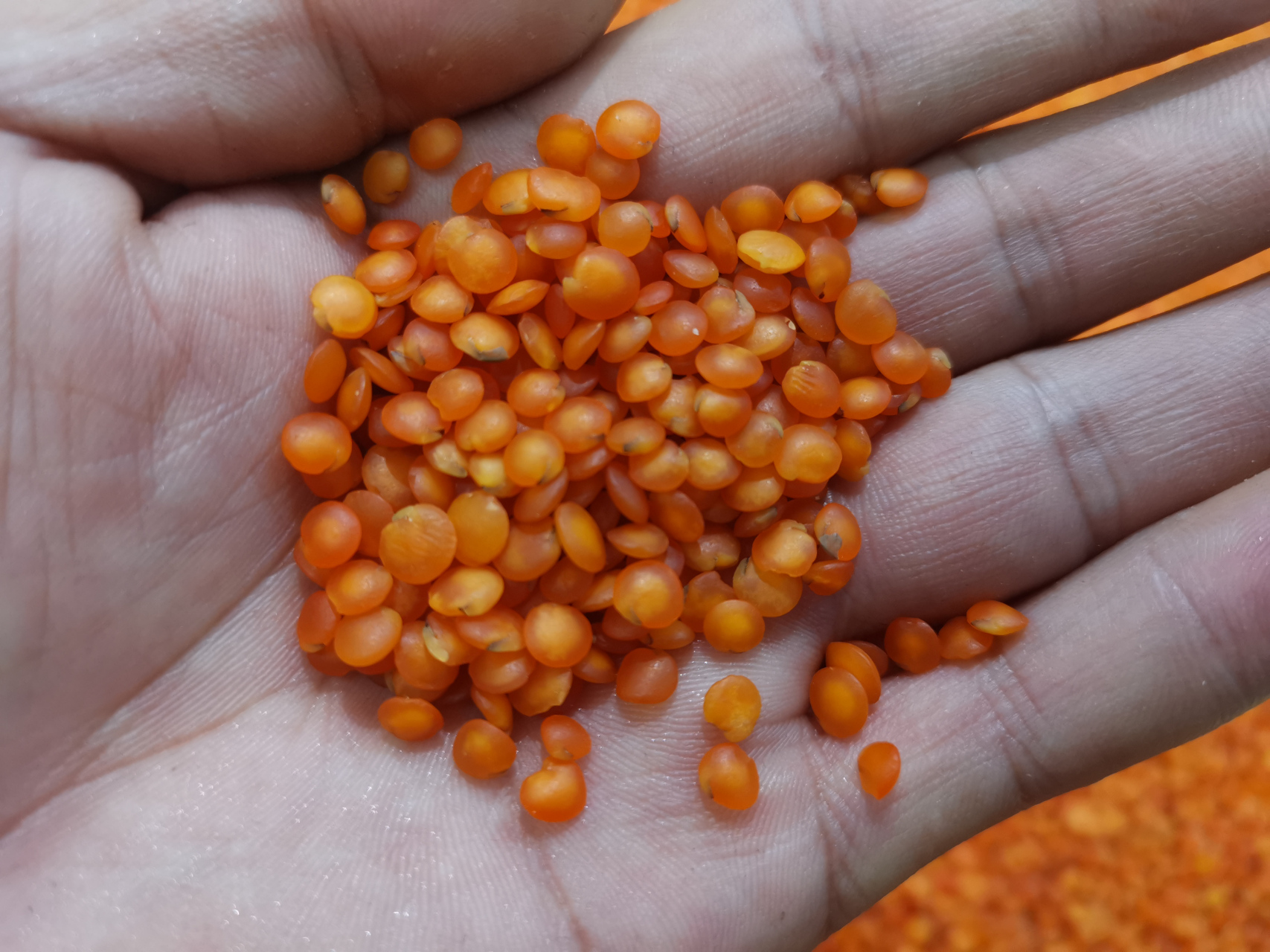 【"鸡眼豆"是什么豆?