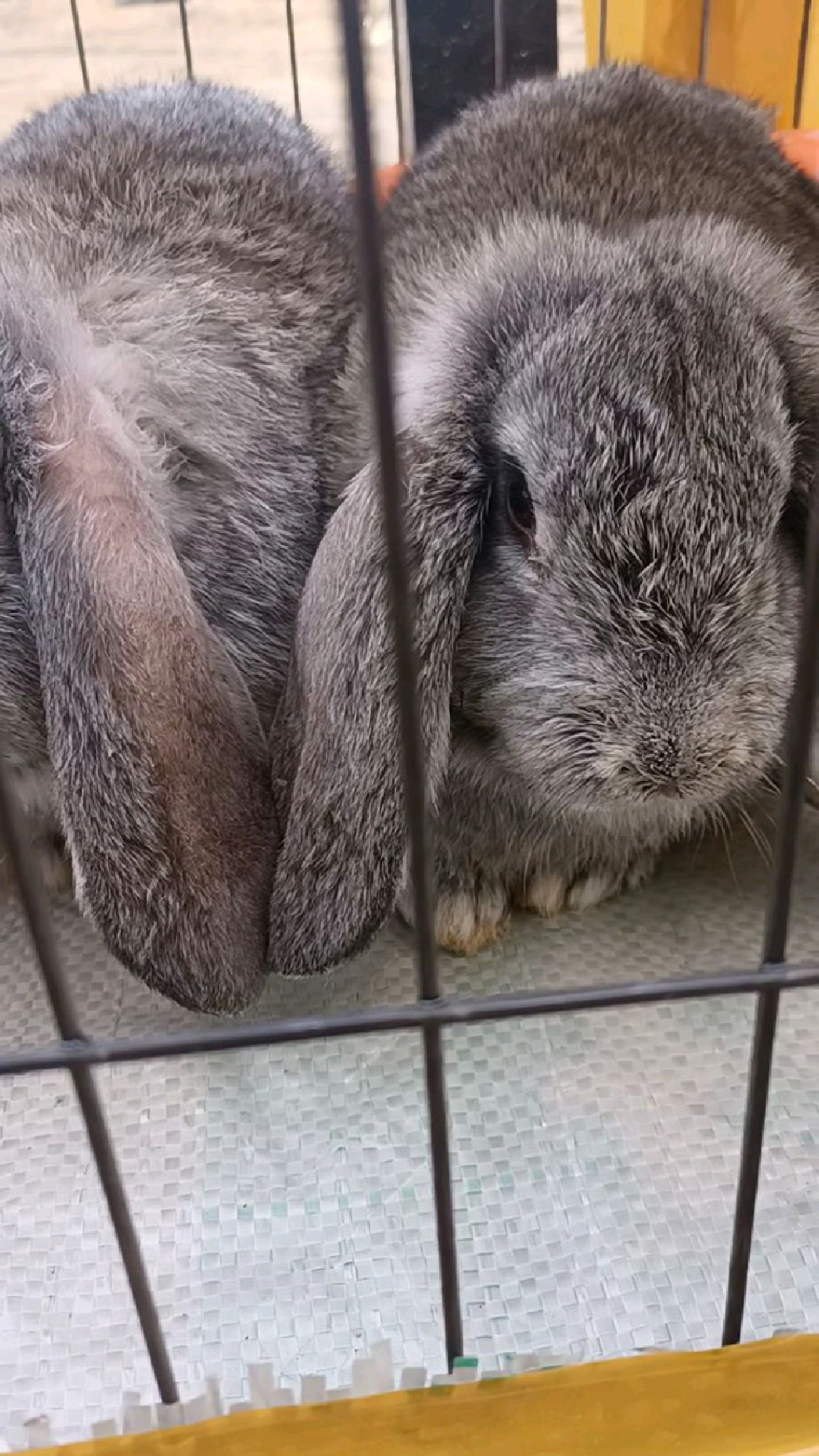 公羊兔一公一母全国各地都可以养-度小视