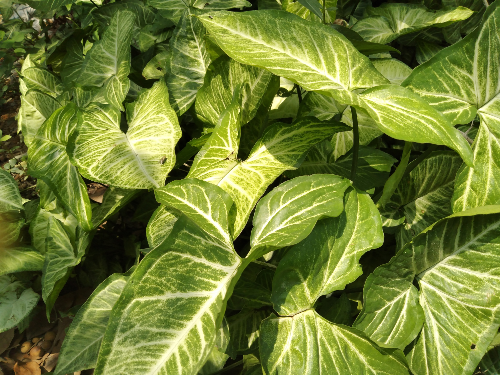 可以做盆栽的植物,白蝴蝶