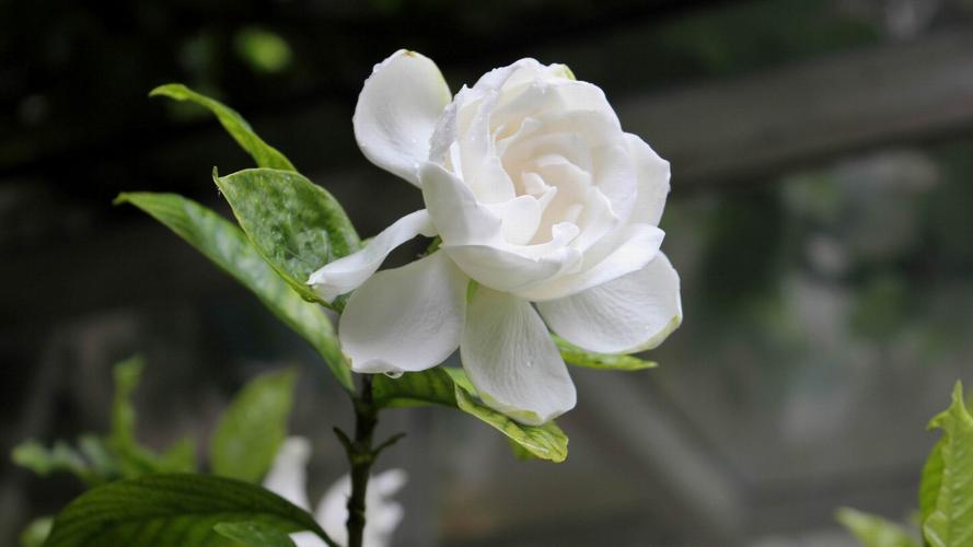 散文‖满院栀子香