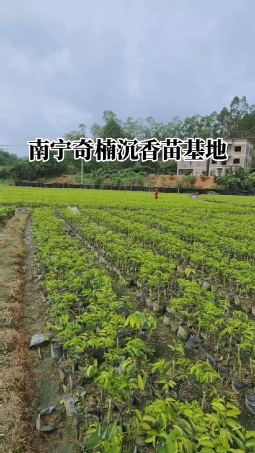 南寧奇楠沉香苗基地什麼地方適合種植奇楠