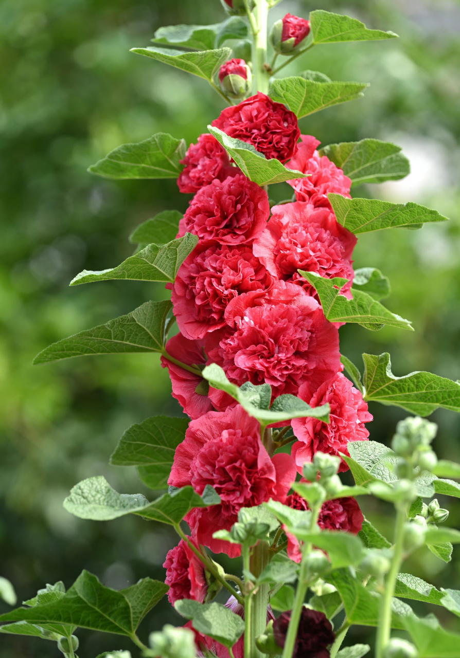 重瓣蜀葵大合集 67