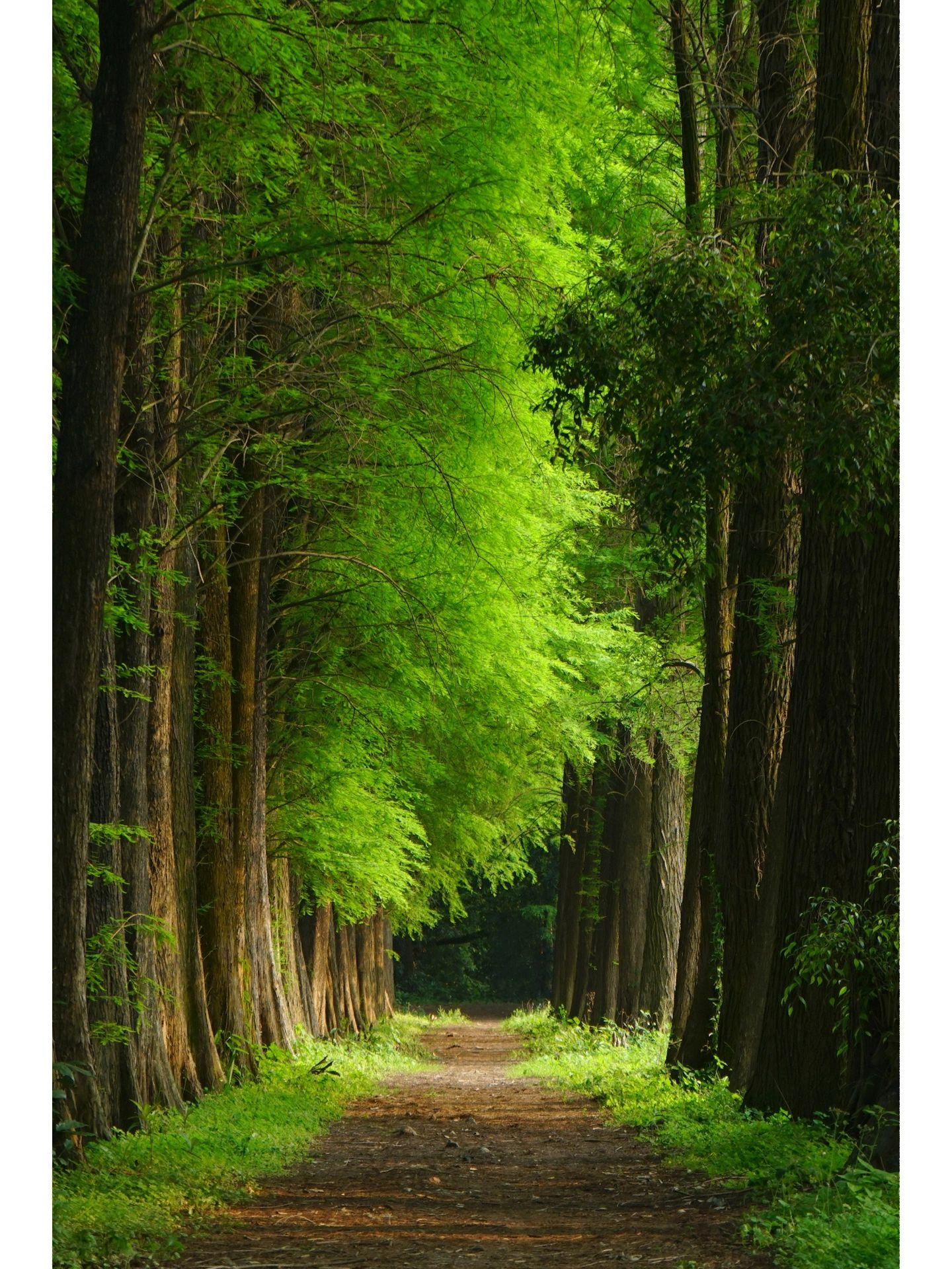 整个森林被分成几个区域,我在草地上歇脚,静静欣赏着周围着的自然美景