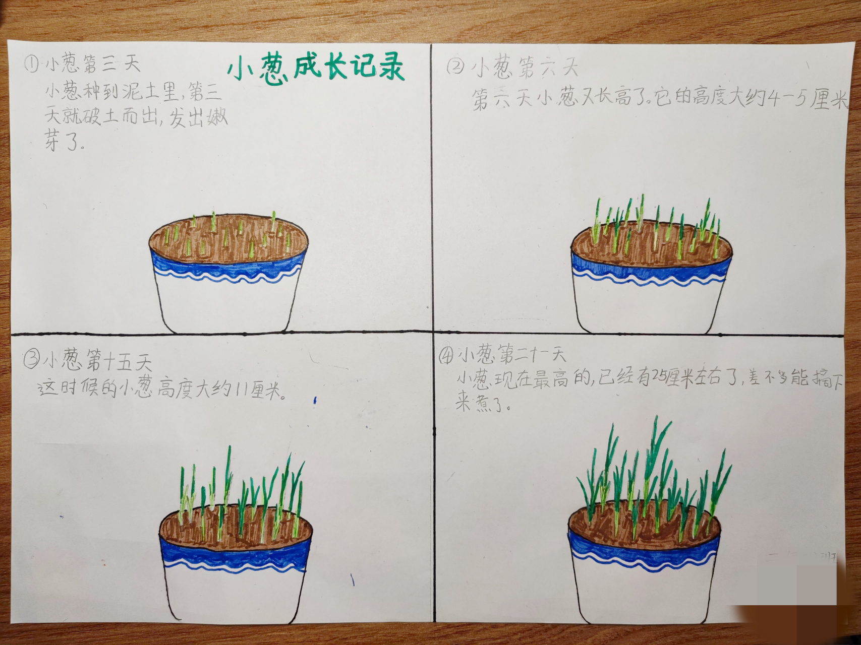 小学二年级寒假作业记录植物的生长过程#绘画# #寒假作业