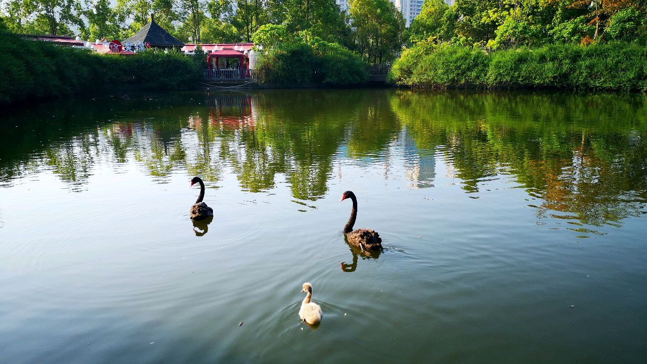 成都南湖公園,千年古寺臨江淨土,兩河交匯異域風情