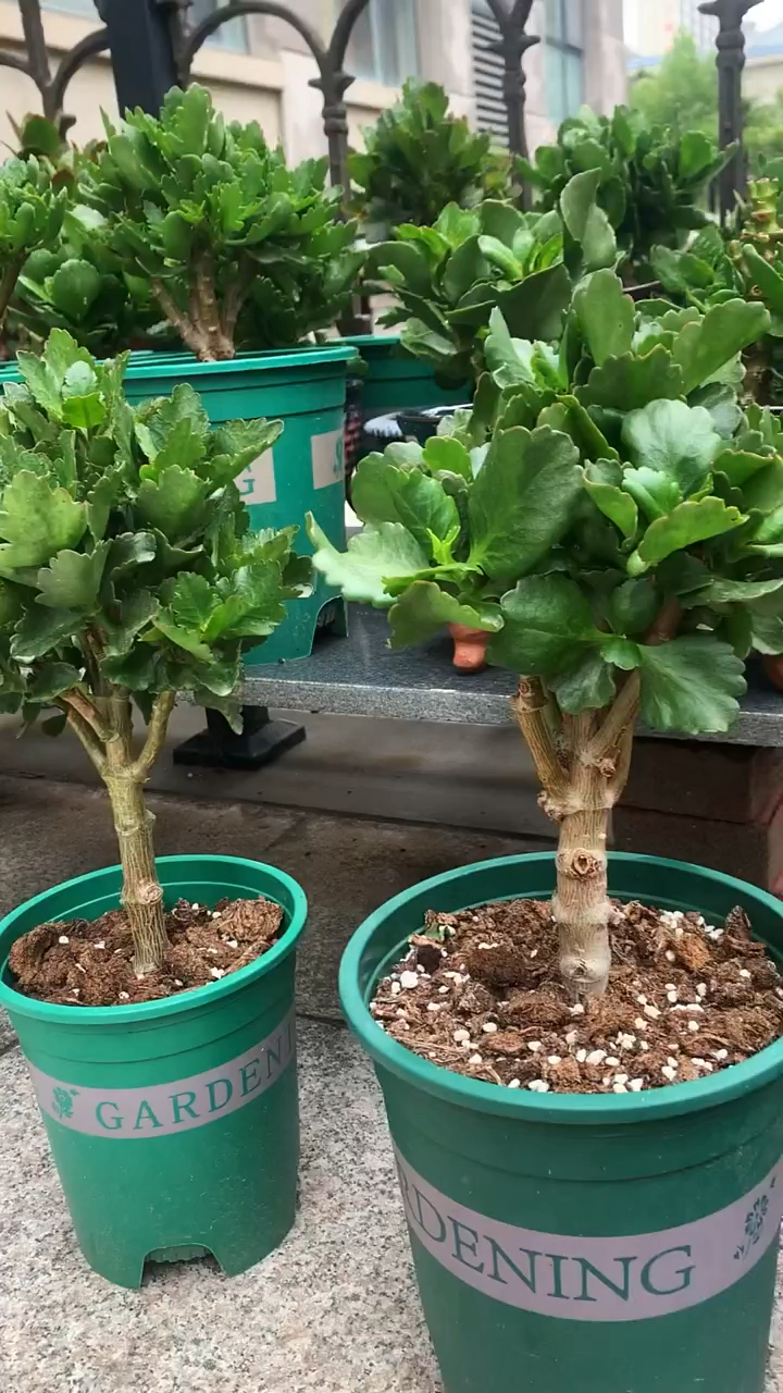 独杆棒棒糖长寿花