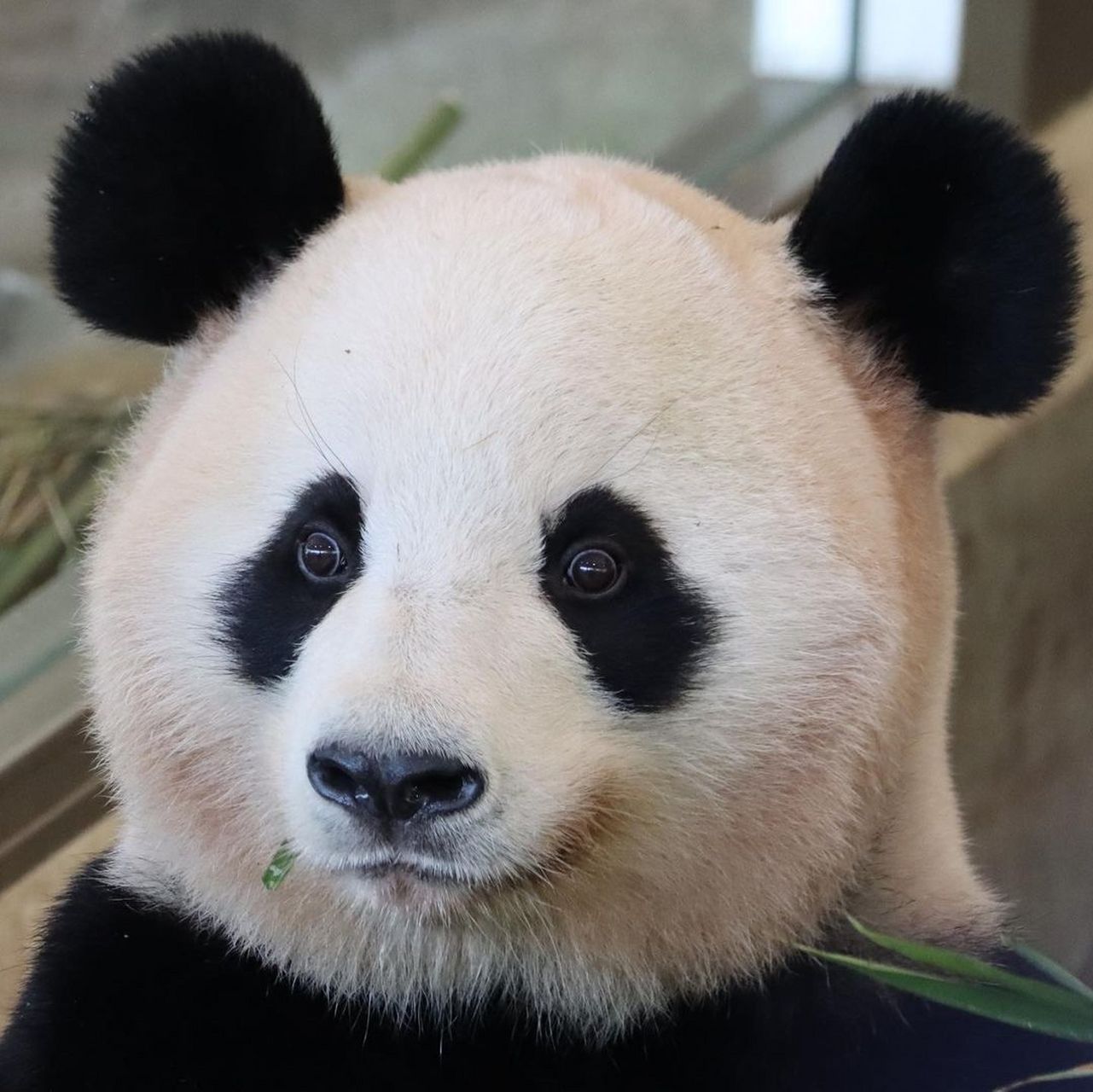 咱就是说,熊猫樱浜恍若画过素颜妆的精致宝宝.