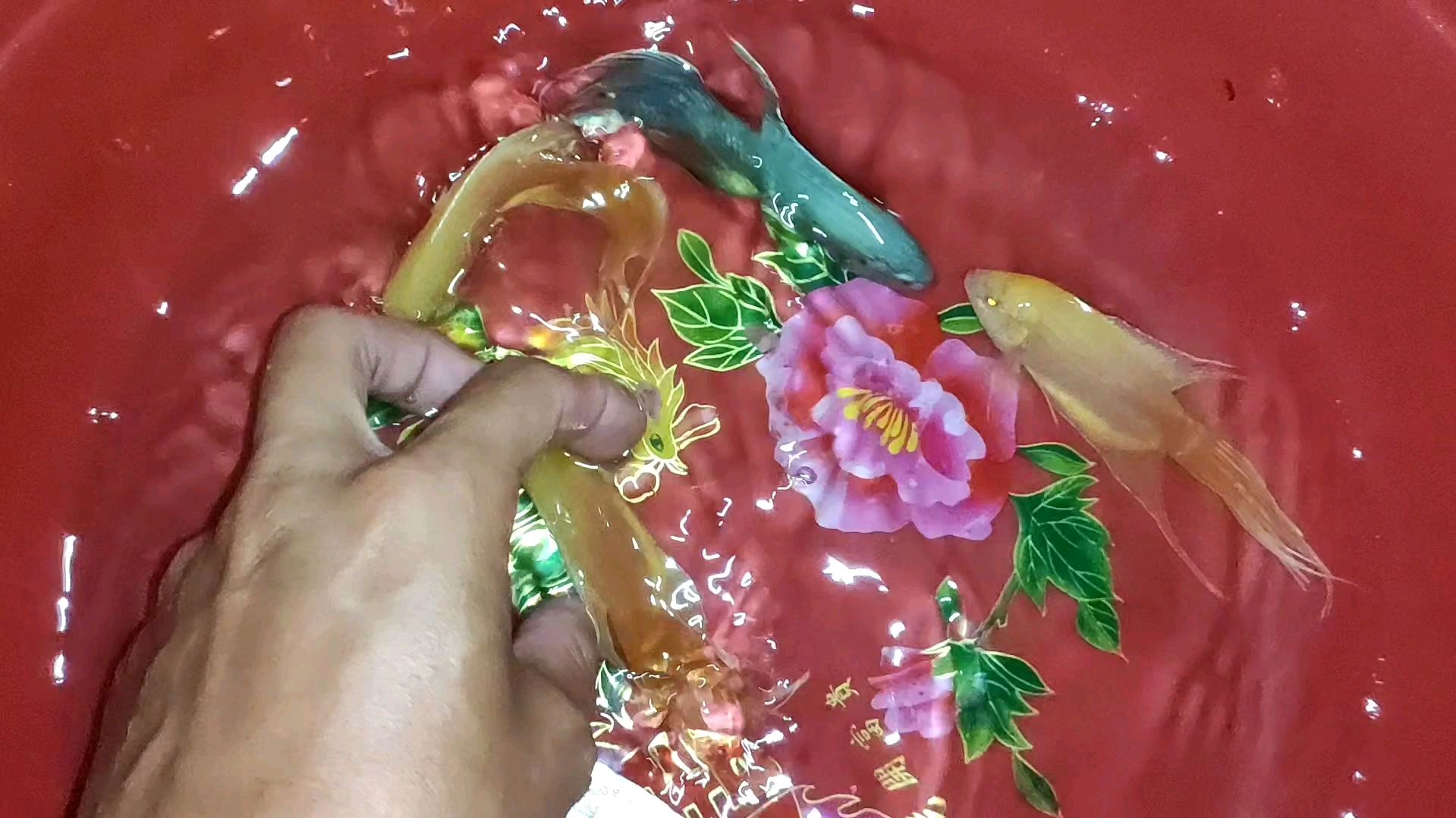 今天寄了八个快递,其中两份是要黄金斗鱼跟无纹蓝斗鱼