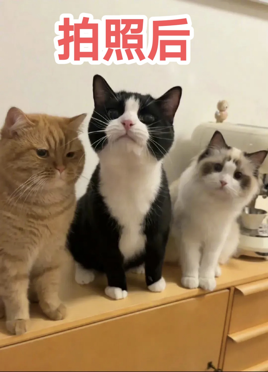 三只小猫歌谱图片