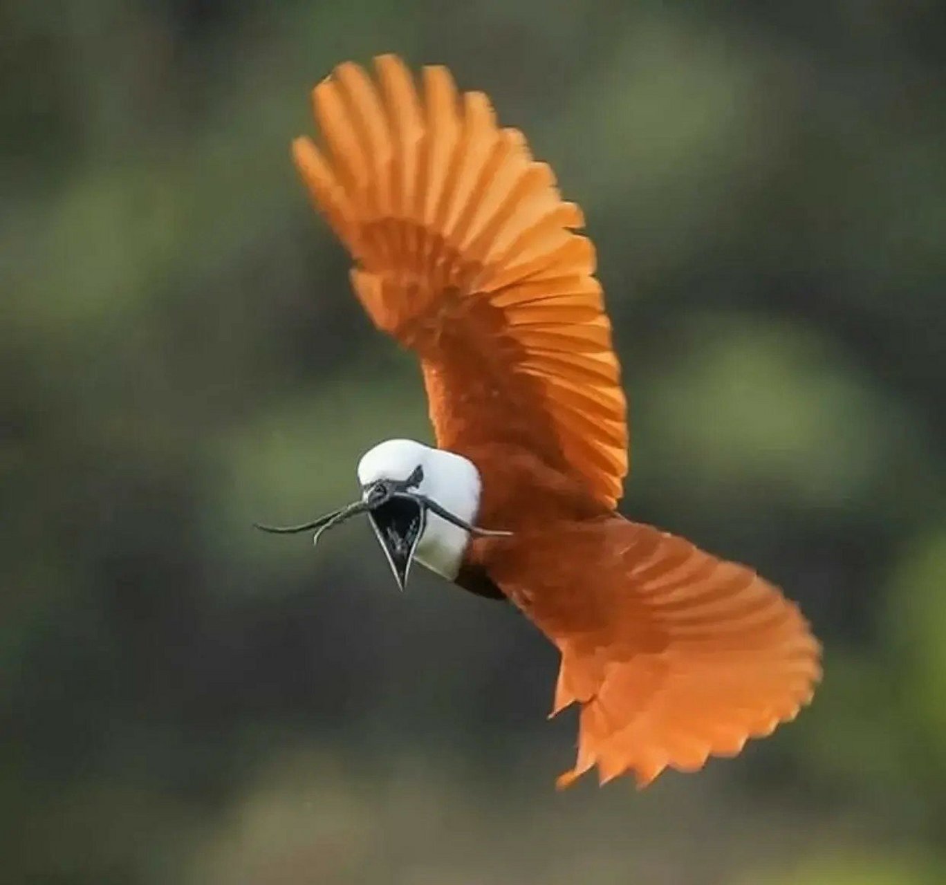 动物世界～肉垂钟伞鸟