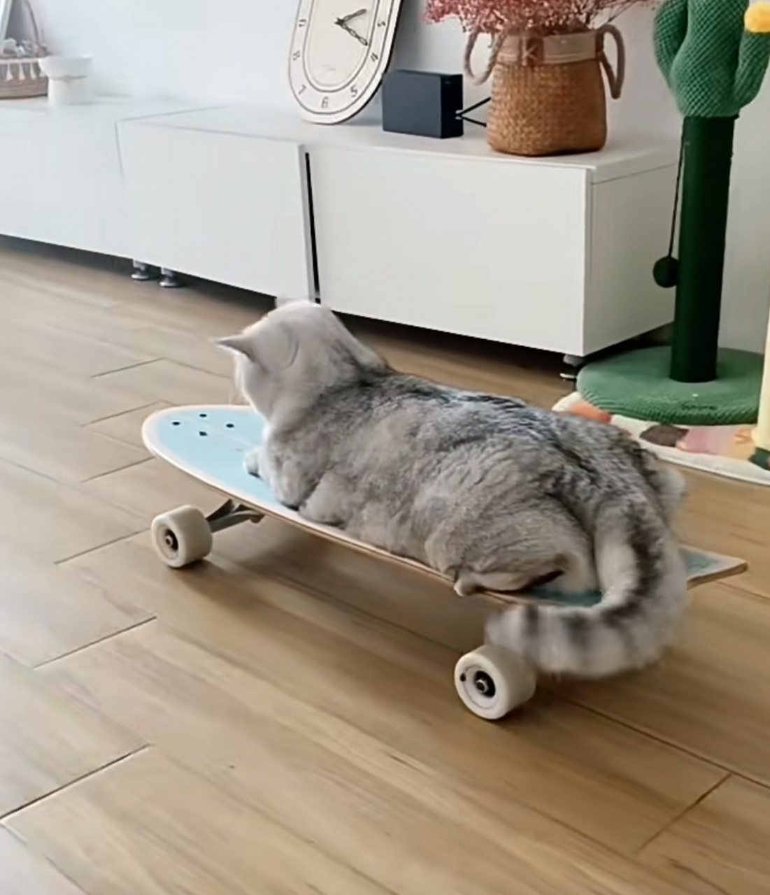 看我家小猫咪滑板滑的怎么样?