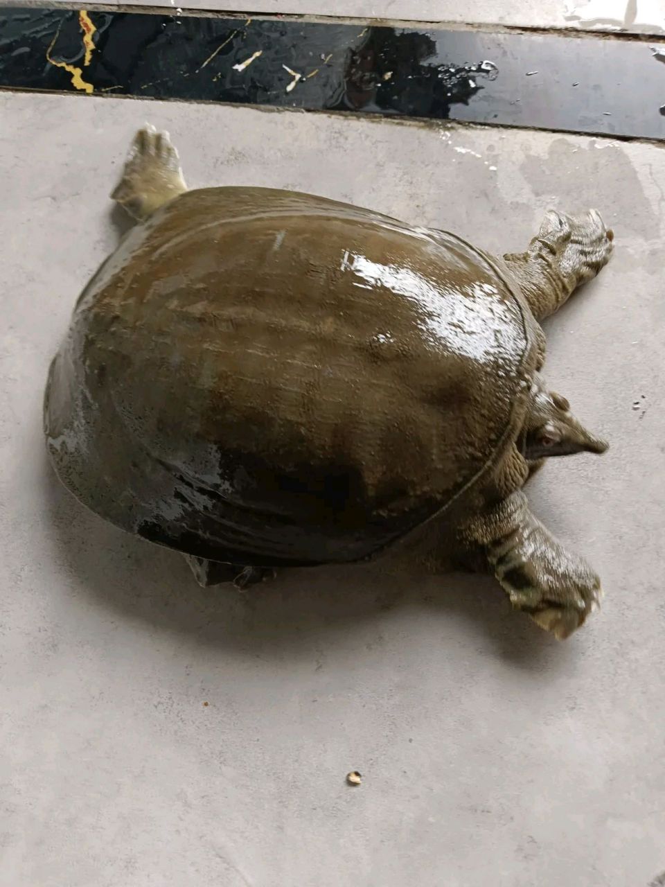 我们都劝他说这只甲鱼有3斤多,可以卖1000多块钱,让他见好就收.