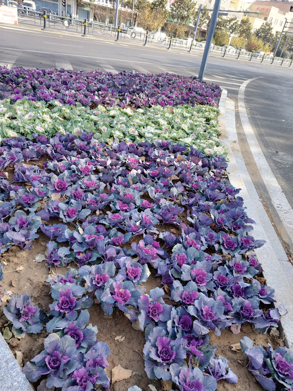 街上马路边的花坛不知道什么时候都统一换上了这种长得像白菜的花了