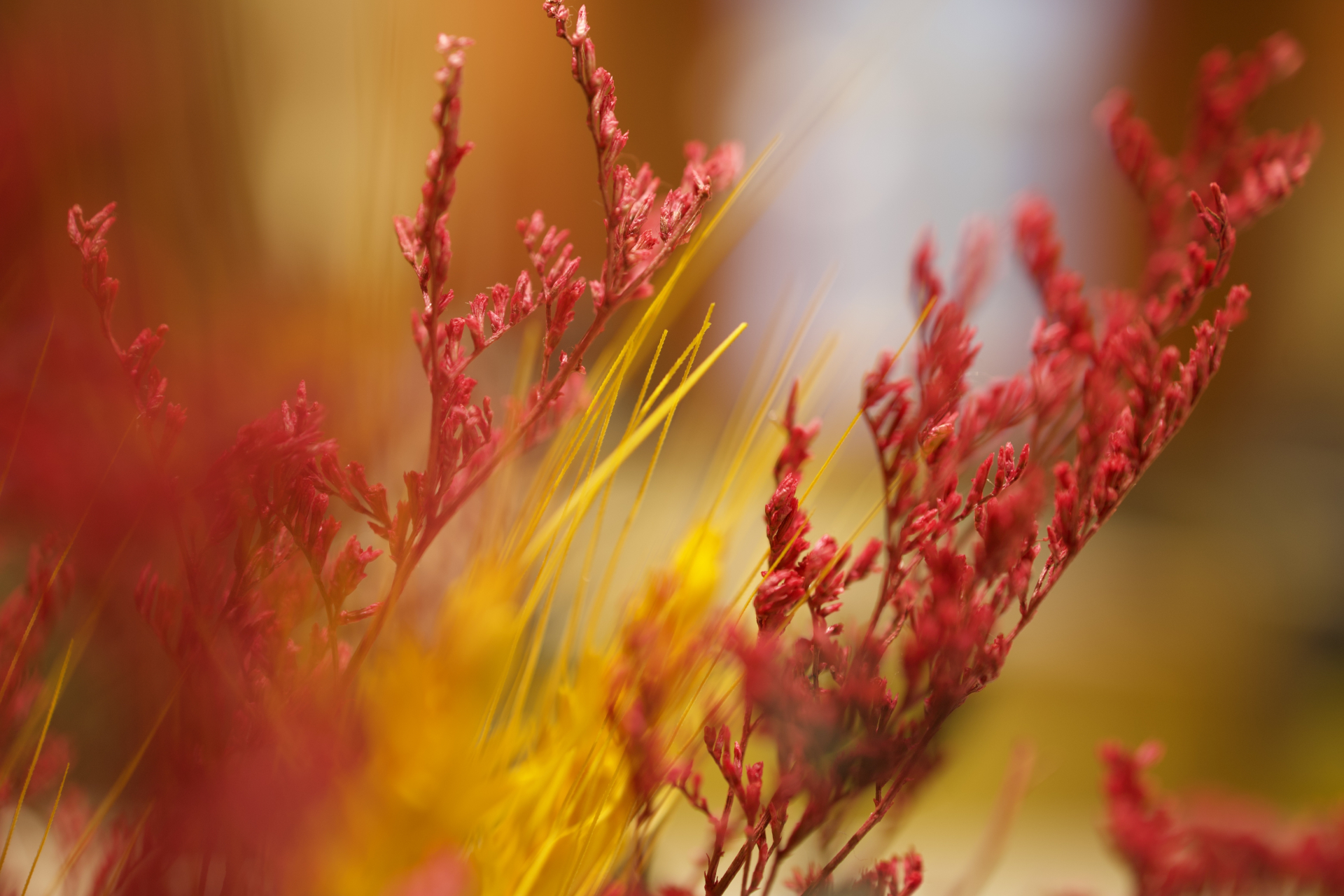 看一下比针还细的麦芒拍摄效果,锐度如何?