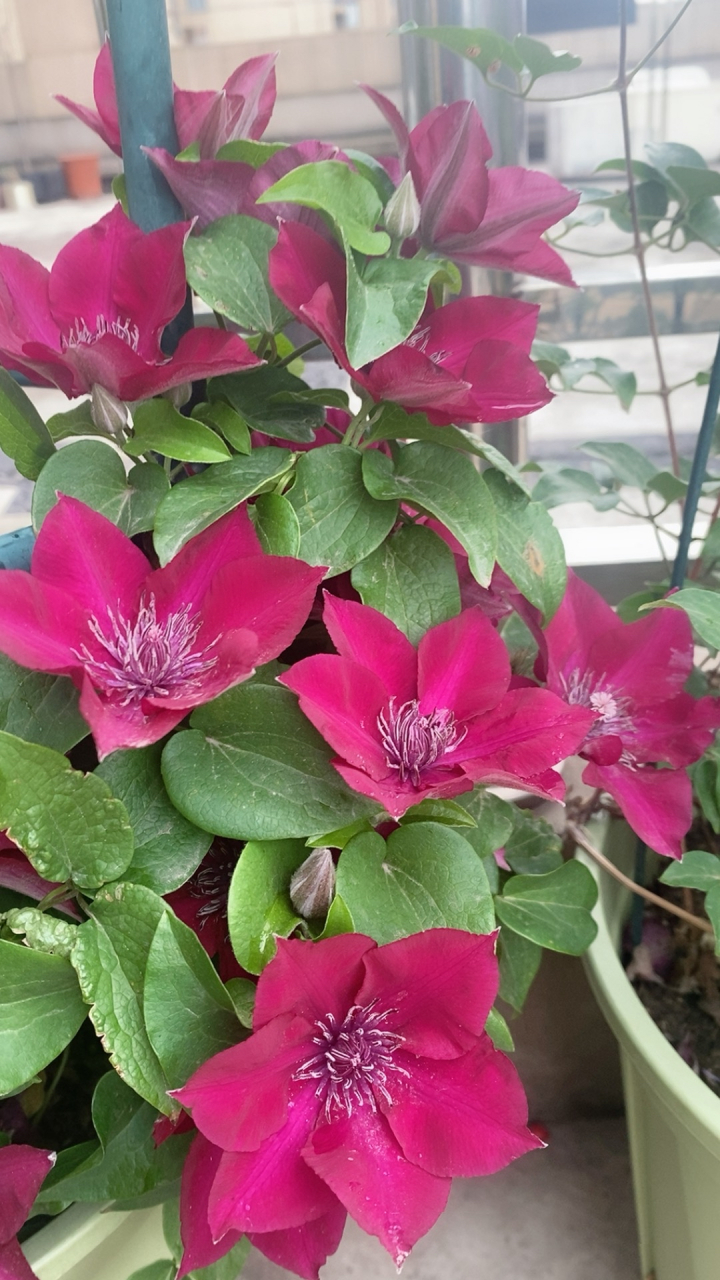 铁线莲!努比亚,小鸭