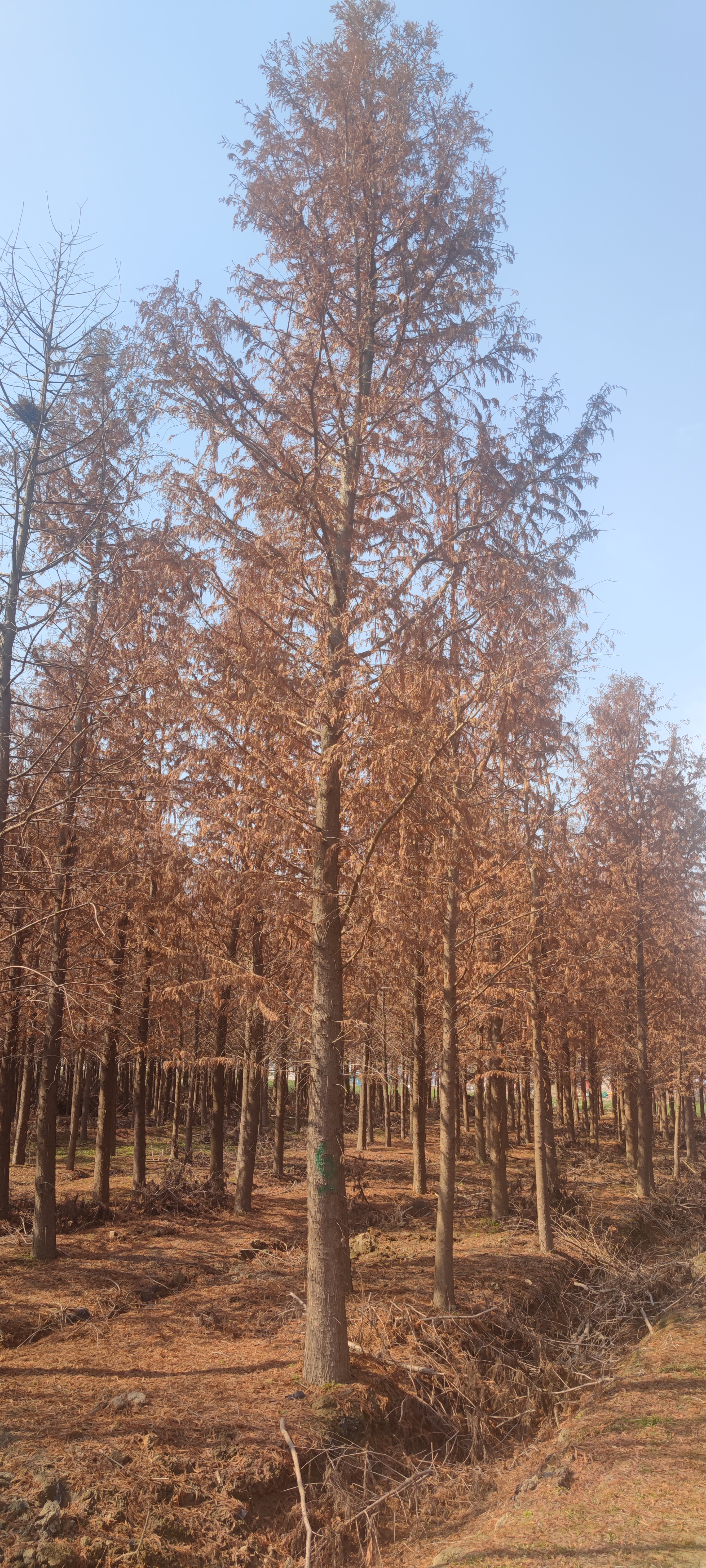 江苏盐城的中山杉开始慢慢变红,挺拔的中山杉生长在华东花木基地