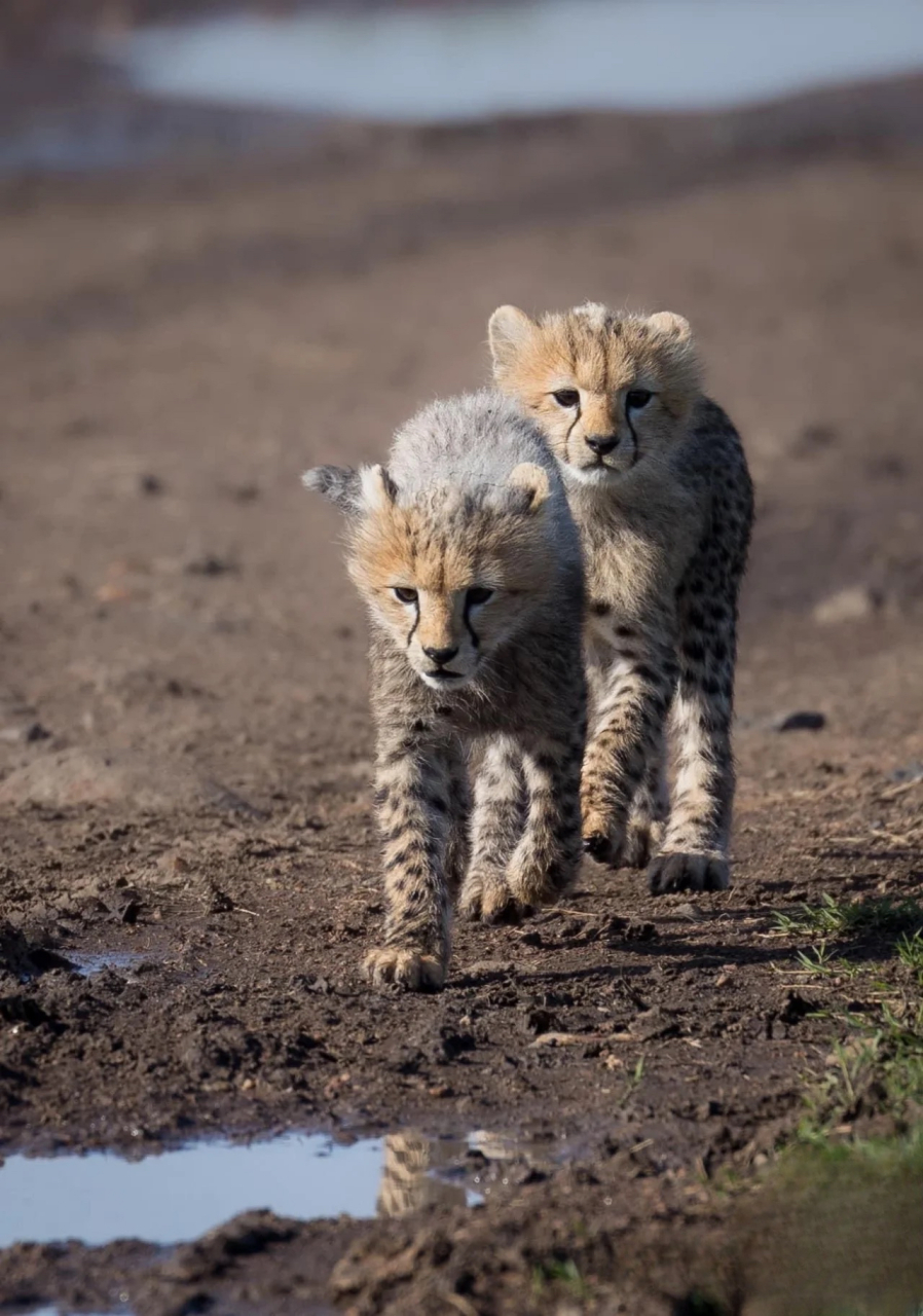两只猎豹幼崽结伴喝水!