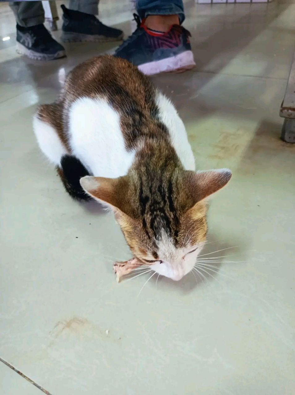 一只黑白相间的大肥猫,漂亮,机灵,准确地踩着吃饭时间到饭堂里"讨生活