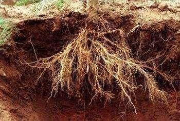 苹果根系发育有何规律?这些规律该如何在根系保护方面发挥作用呢