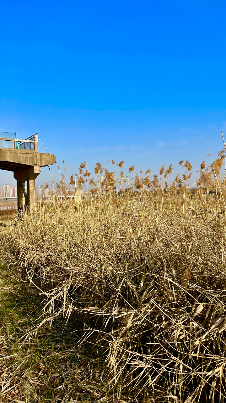 洛阳的洛浦公园,真的是一个好地方,锻炼身体,陶冶情操的去处,在滨河路