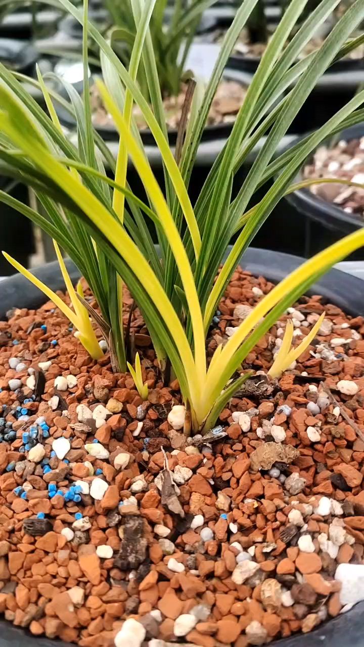 2020年收藏的蕙兰黄心草,现变成一大窝了.