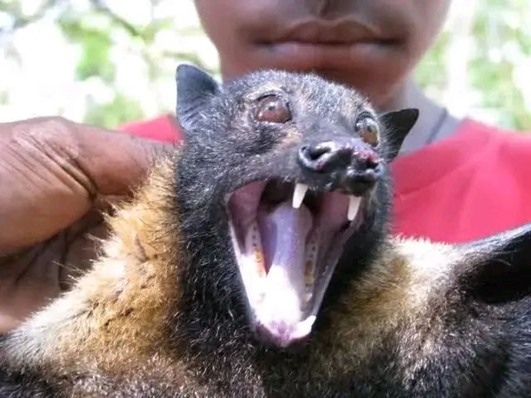 这种巨型蝙蝠是变异物种吗?