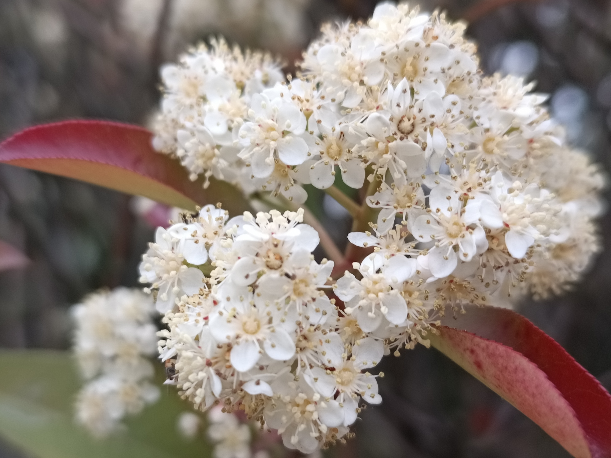 每日拾花～红叶石楠