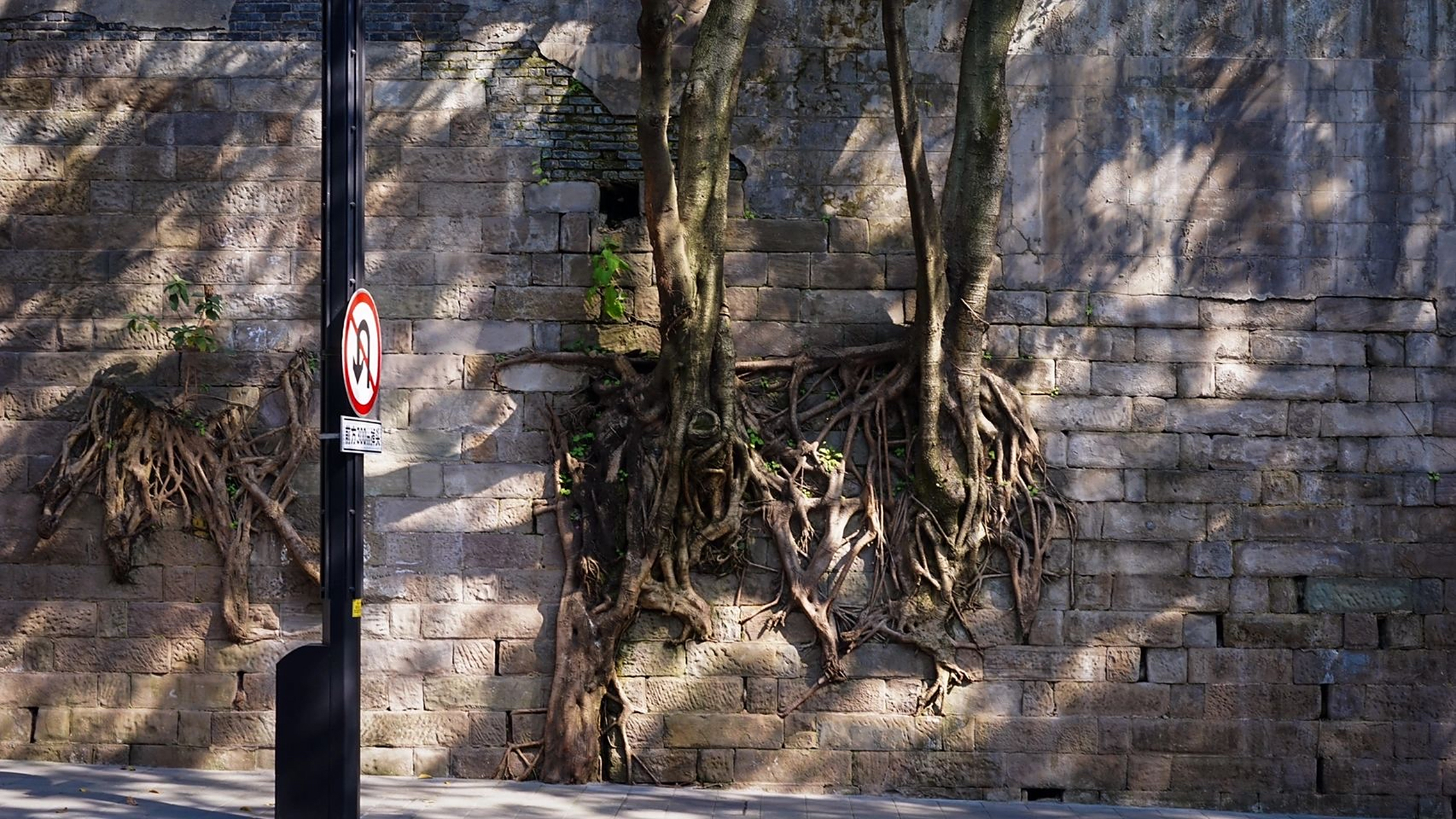 黄桷树是重庆的市树,也是重庆人精神的象征.