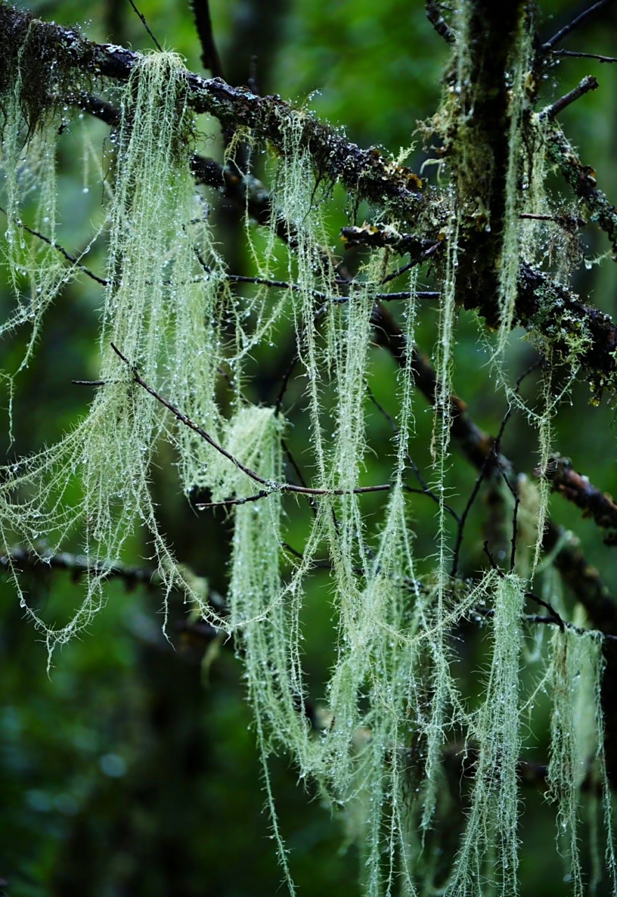 长松萝 全体呈地衣体丝状,表面灰绿色,草绿色,最长可达1m以上,基部着