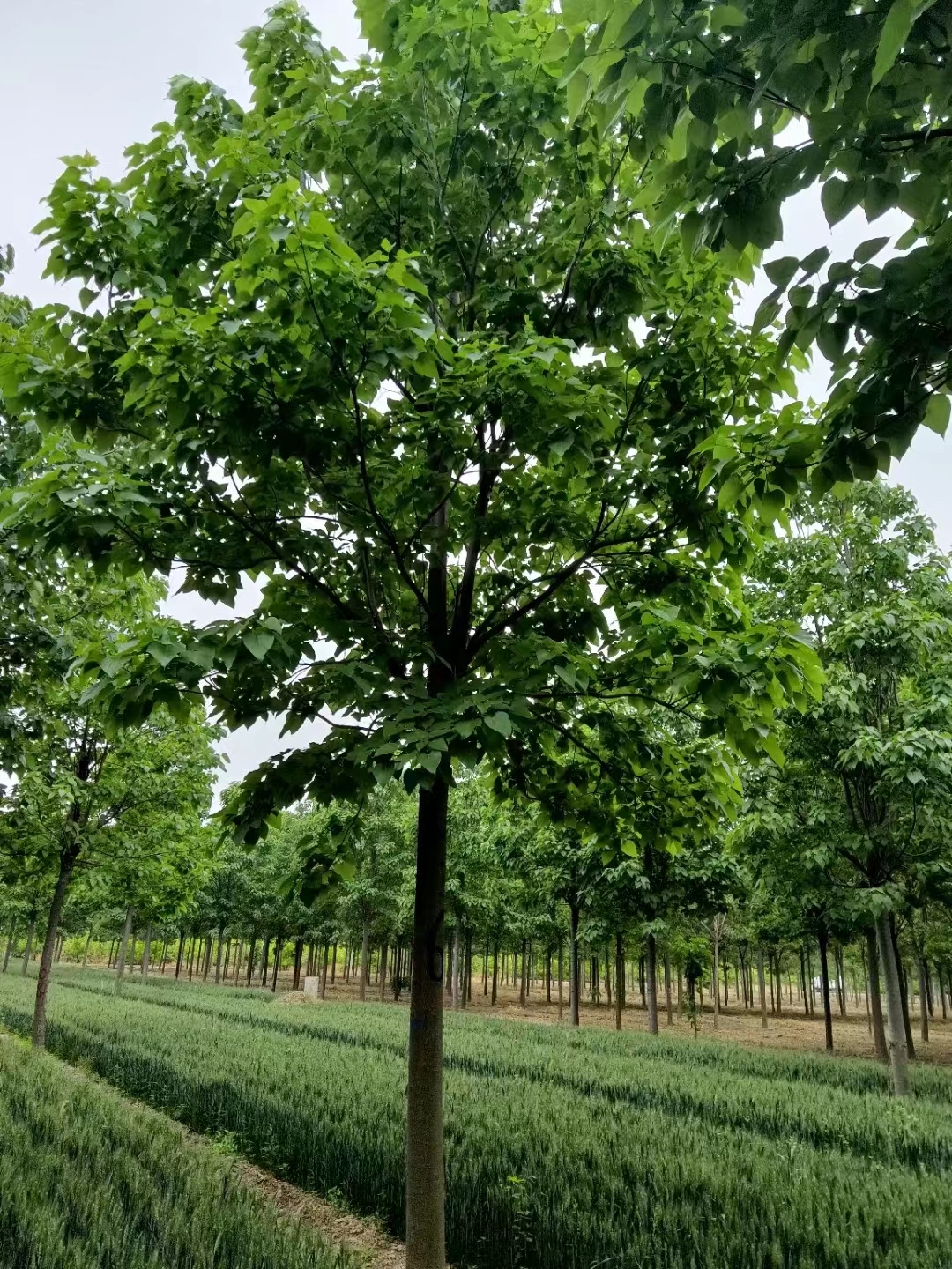 10/12/15/18/20公分楸树价格—楸树多少钱—楸树最新报价表—楸树
