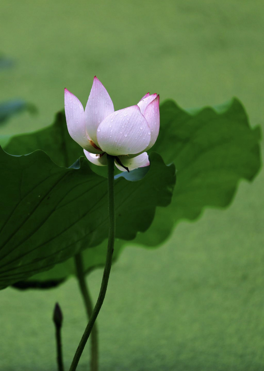 贯彻二十大辽宁在行动# #美好辽宁欢迎您# 荷塘秋色