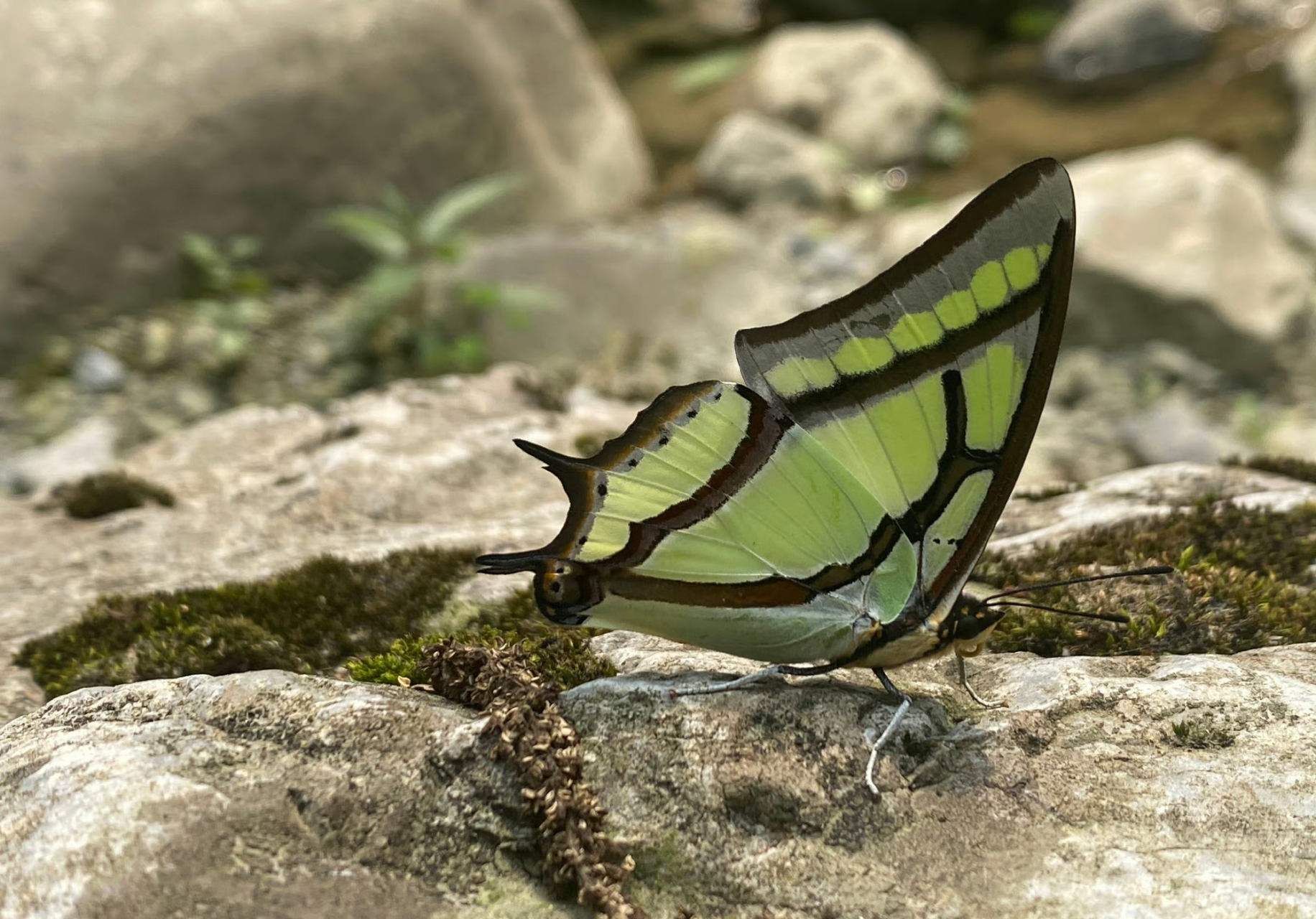 人家能拍到二尾褐凤蝶,我只能拍到二尾蛱蝶!