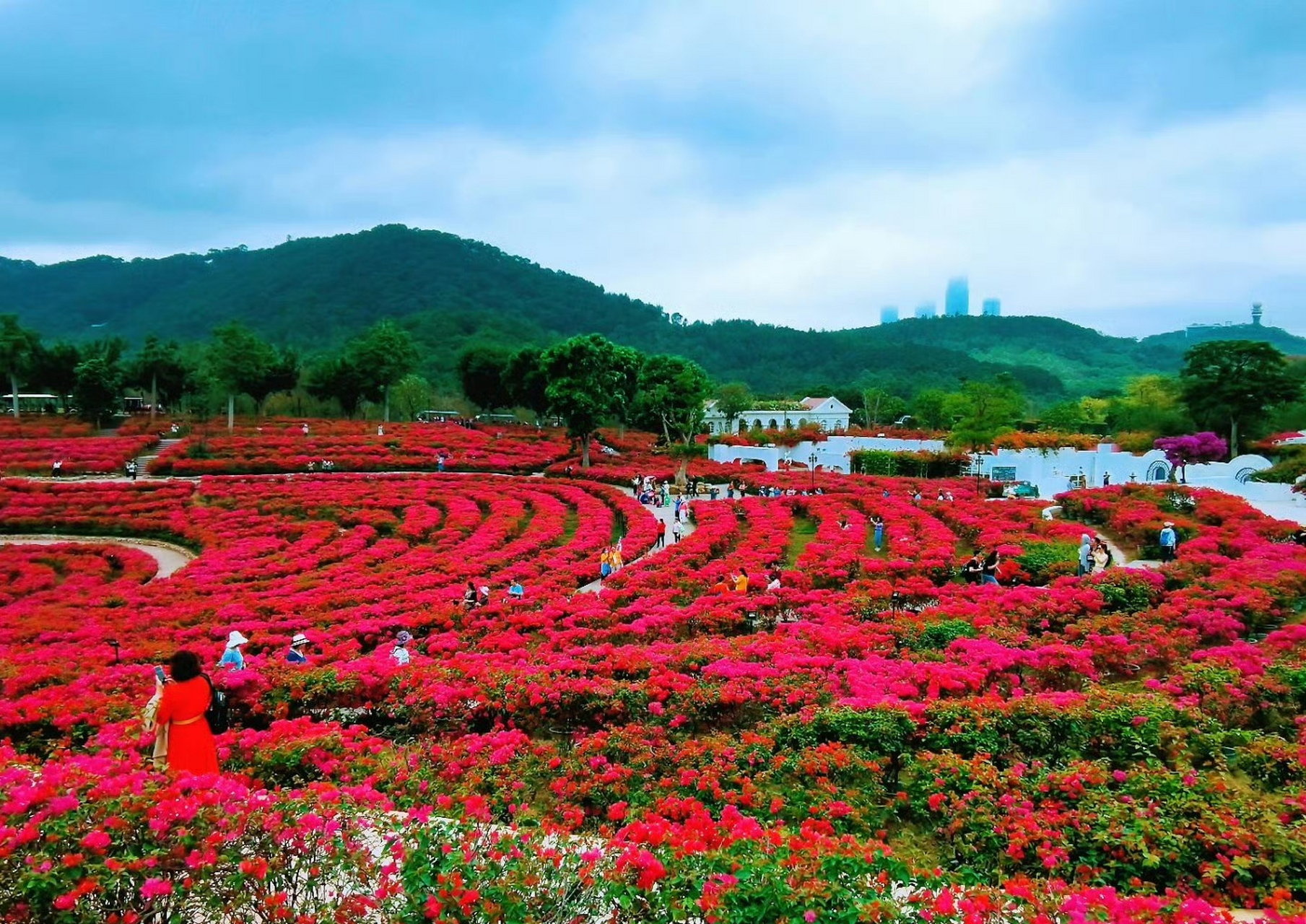 绿城南宁##南宁身边事# 青秀山叶子花园鲜花盛开#南宁生活
