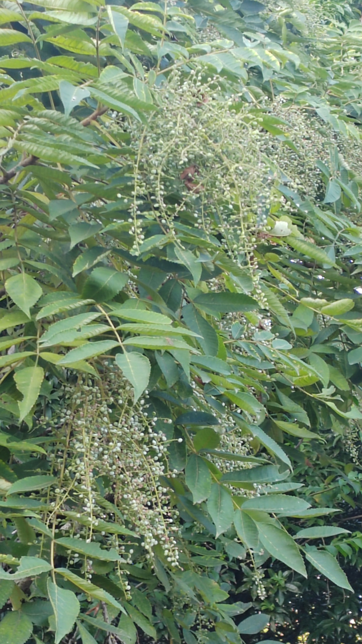 今天爬山拍的,第一次见到的一树木——盐麸木