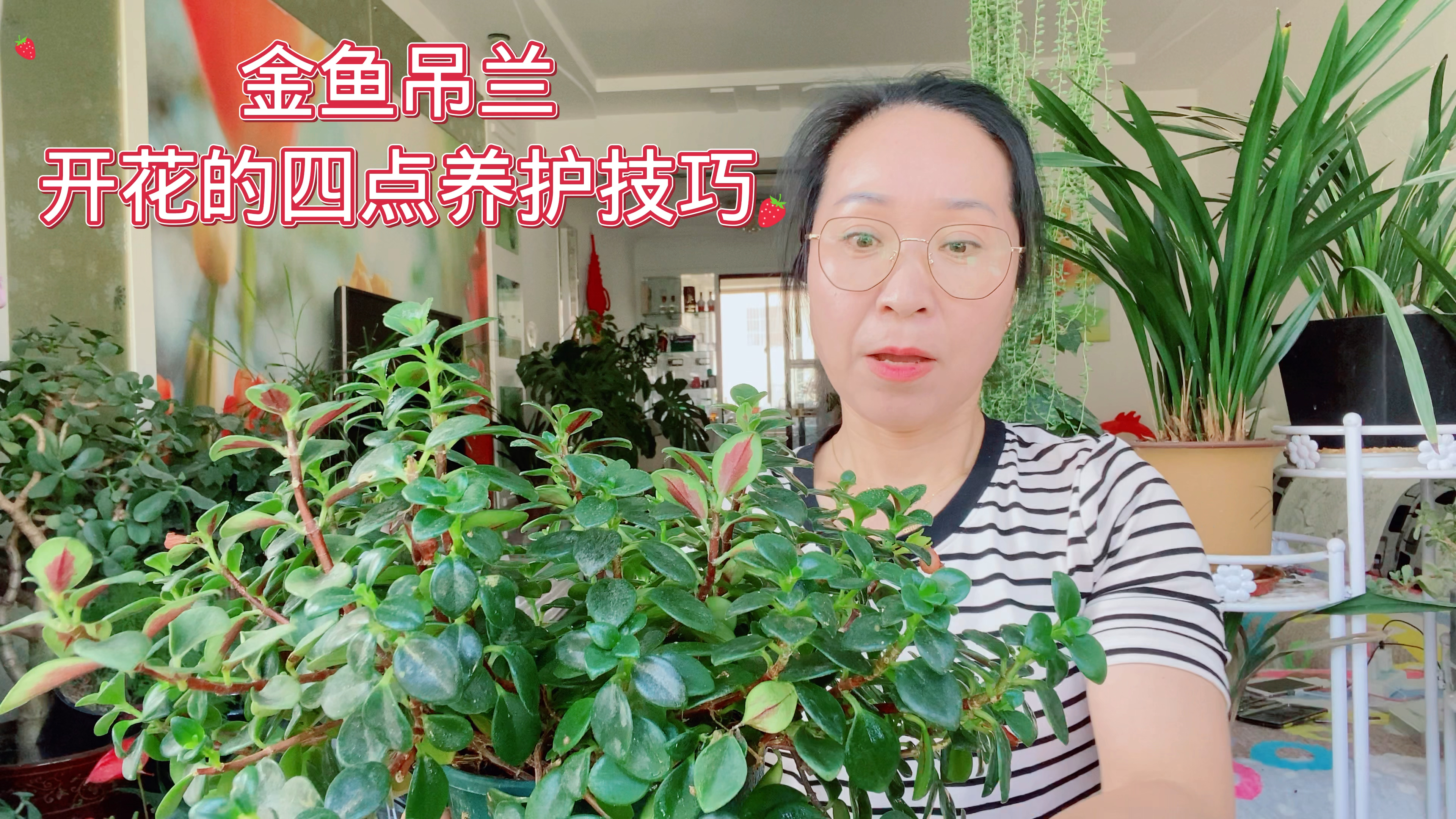 金鱼吊兰开花的四点养护技巧